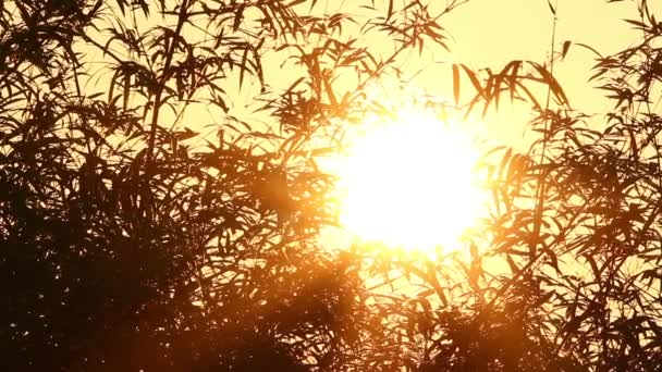 Soluppgång och bambu 2 — Stockvideo