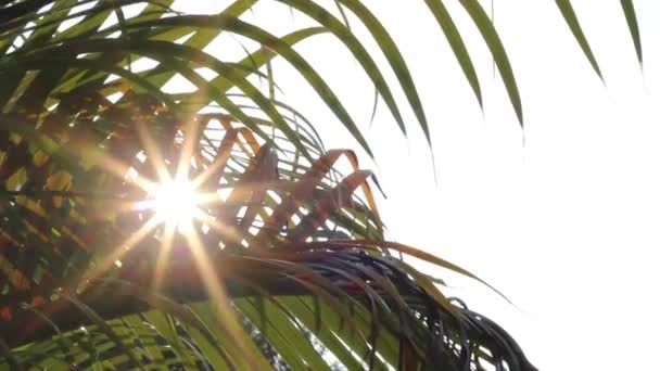 Solsken och palm blad — Stockvideo