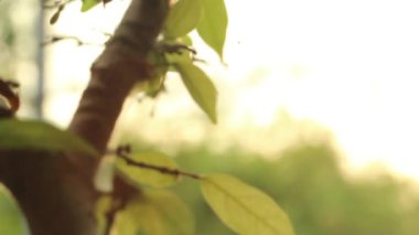 yaprakları ve güneş kaymak 3