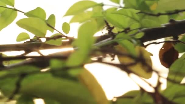 Sol y hojas deslizante 2 — Vídeos de Stock