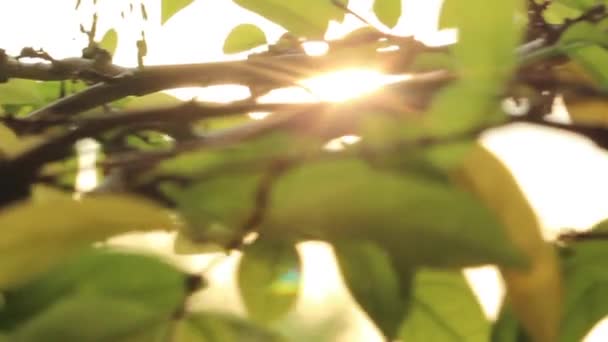 Curseur Soleil et Feuilles 1 