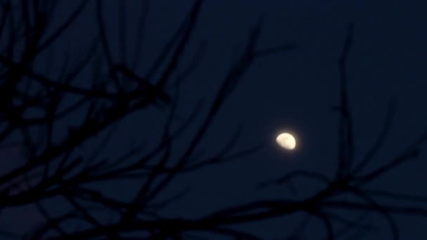 Moon and Branch Slider shot — Stock Video
