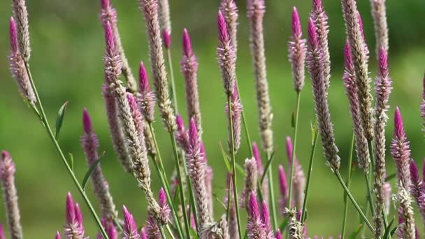 Insekten und Wildblumen — Stockvideo