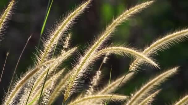 Lalang трави — стокове відео