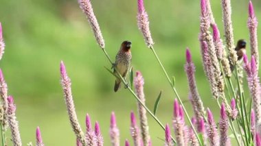 Pullu göğüslü munia (Lonchura punctulata)