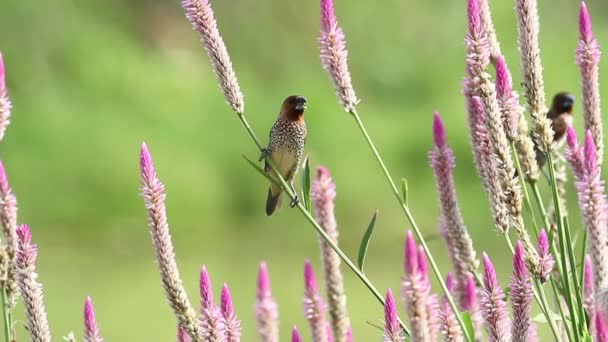 Munia dal petto squamoso (Lonchura punctulata) — Video Stock