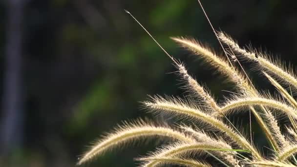 Lalang Grass — Stock Video