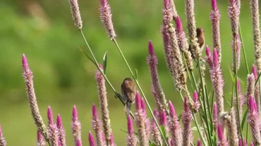 Pullu-Breasted Munia (Lonchura Punctulata) 2
