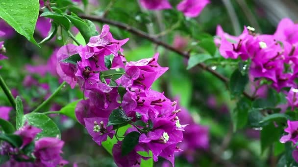 Bougainvillea bajo la lluvia — Vídeo de stock