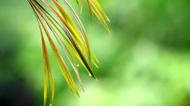 Folhas de palma na chuva — Vídeo de Stock