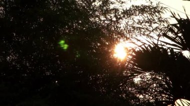 Sunrise yaprakları ile