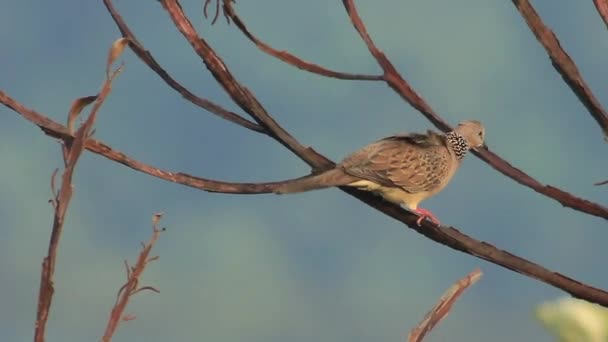 斑鸠(Spilopelia chinensis)) — 图库视频影像