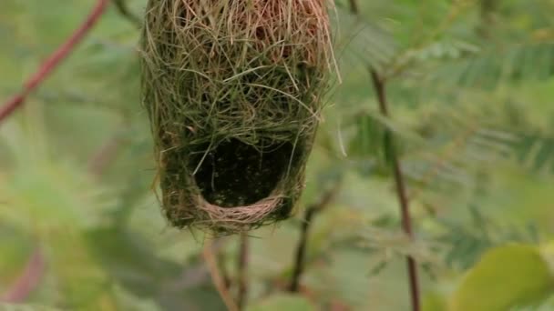 Baya weaver (Ploceus philippinus) yuva — Stok video