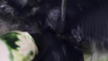 sesli açık çamaşır makinesi dışarı yakınlaştırma