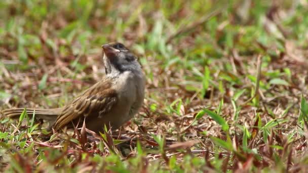 House Sparrow — Stock Video