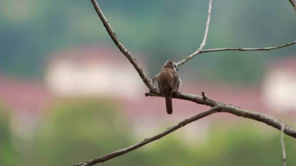 Gelb belüftetes Bulbul bei 1120mm — Stockvideo