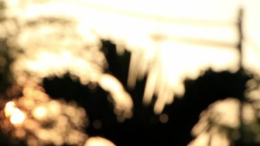 bitki örtüsü bokeh 1 kaydırma