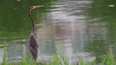 Mor balıkçıl (Ardea purpurea)