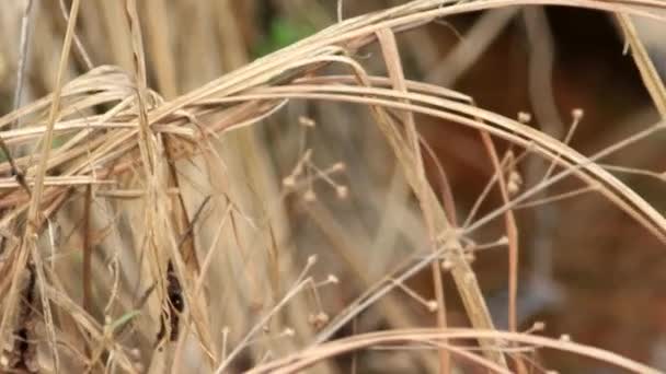 Herbe près du ruisseau — Video