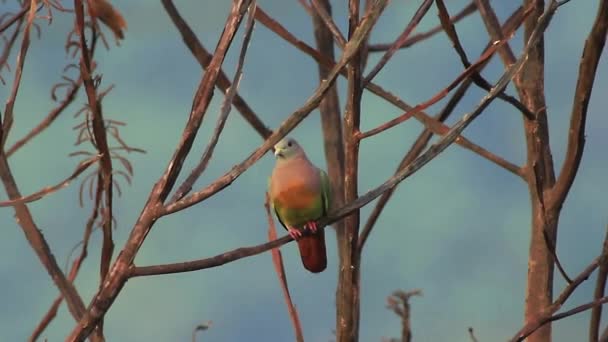 Roze necked groene duif 1 — Stockvideo