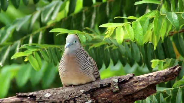 Zebra duva (Geopelia striata)) — Stockvideo