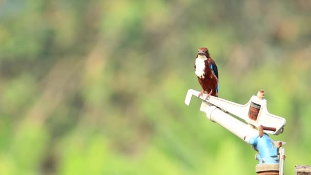 Blanco Garganta Kingfisher 2 — Vídeo de stock