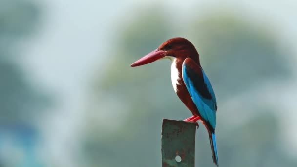 Branco garganta kingfisher — Vídeo de Stock