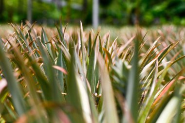 ananas yakın çekim 2