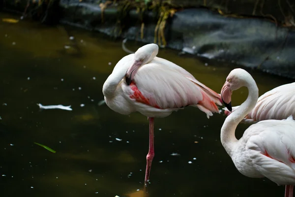 Flamingo preening — Stock fotografie