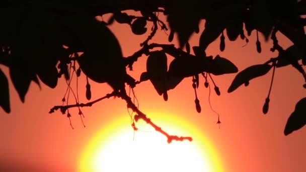 Sunrise and Silhouette 2 — Stock Video