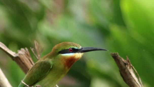 Modré sledoval bee-eater zblízka — Stock video