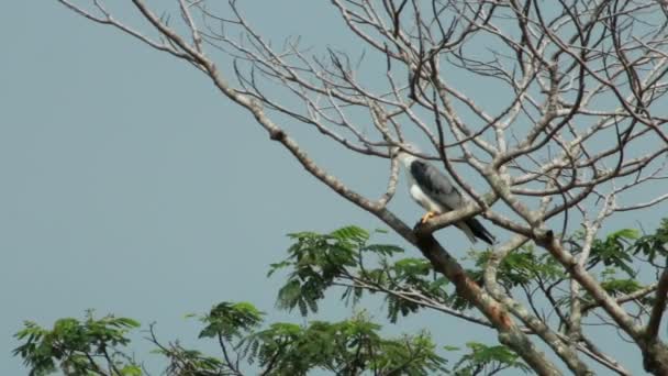 Svart shouldered kite eagle utfodring 03 — Stockvideo