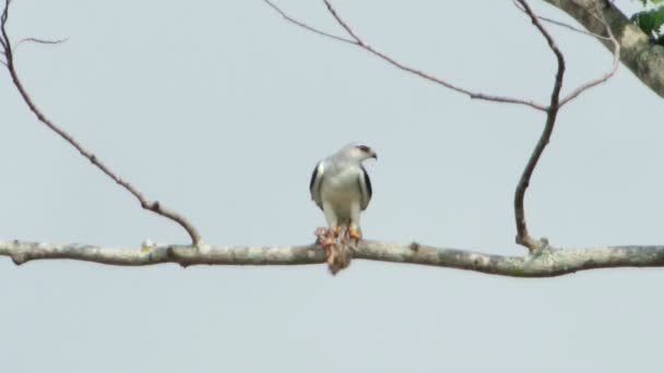 noir épaule cerf-volant aigle alimentation 02 