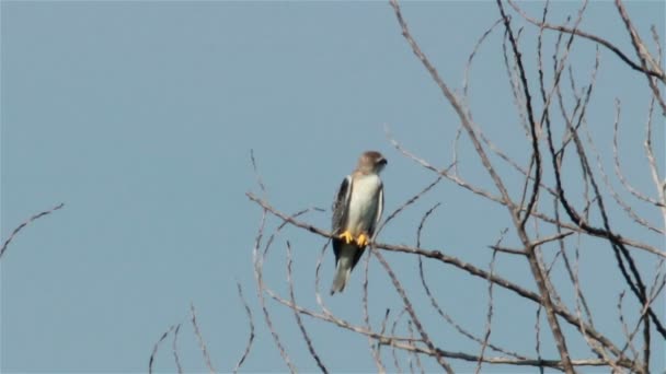 Μαύρο kite προεξοχή αετός 04 — Αρχείο Βίντεο