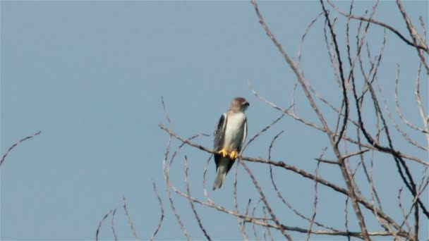 Kara omuzlu çaylak kartal 04 — Stok video