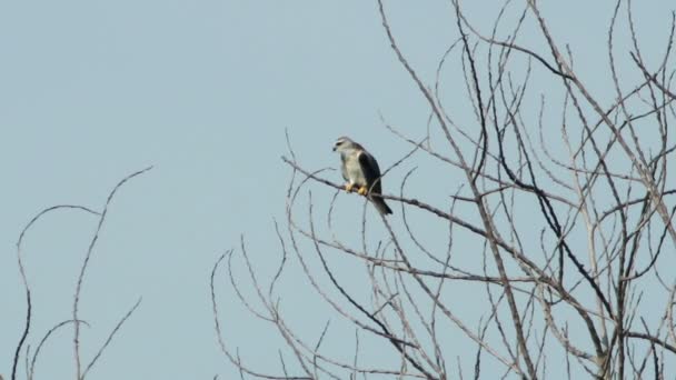 Black Shoulded Kite Eagle 02 — стоковое видео