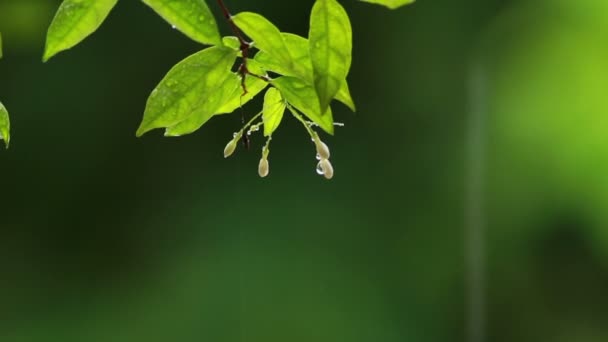 Chuva na flor — Vídeo de Stock