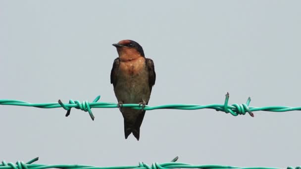 Swallow On The Fence 1 — Stock Video