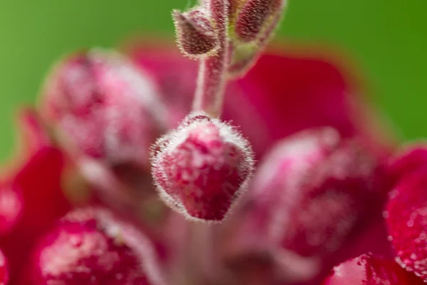 红色的野生兰花花瓣 — 图库照片