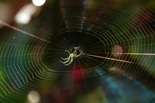 Spinnenweb — Stockfoto