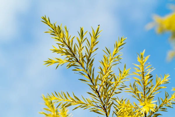 Pine Leaf Closure-up Blue Sky — стоковое фото
