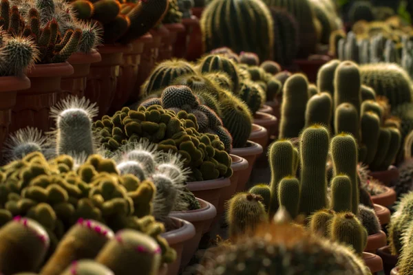 Cactus for sale — Stock Photo, Image
