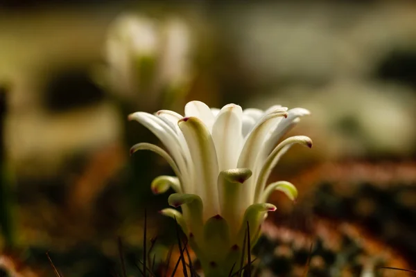 Cactus Flower — Stock Photo, Image