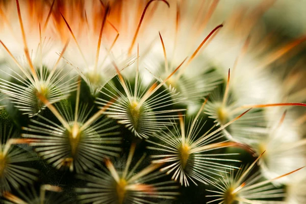 Spina di cactus estrema da vicino iii — Foto Stock