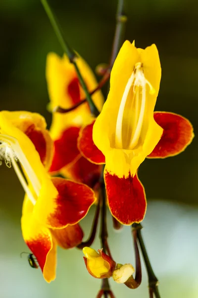 Orquídea roja y amarilla — Foto de Stock