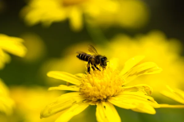 Μέλισσα και crysanthemum iii κινηματογραφήσεων σε πρώτο πλάνο — Φωτογραφία Αρχείου