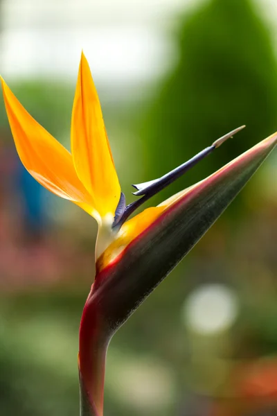 Bird Of Paradise — Stock Photo, Image