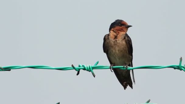 Boerenzwaluw preening — Stockvideo