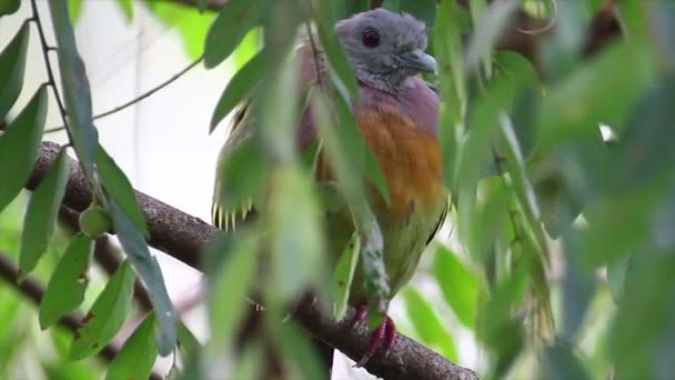 Peeking Bird - Piccione verde dal collo rosa — Video Stock