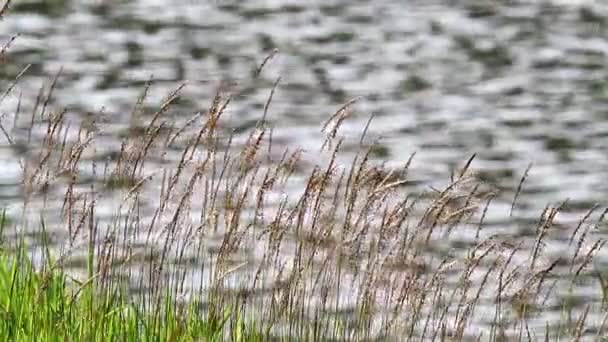 Slo-Mo Lalang Herbe près de l'étang 6 — Video